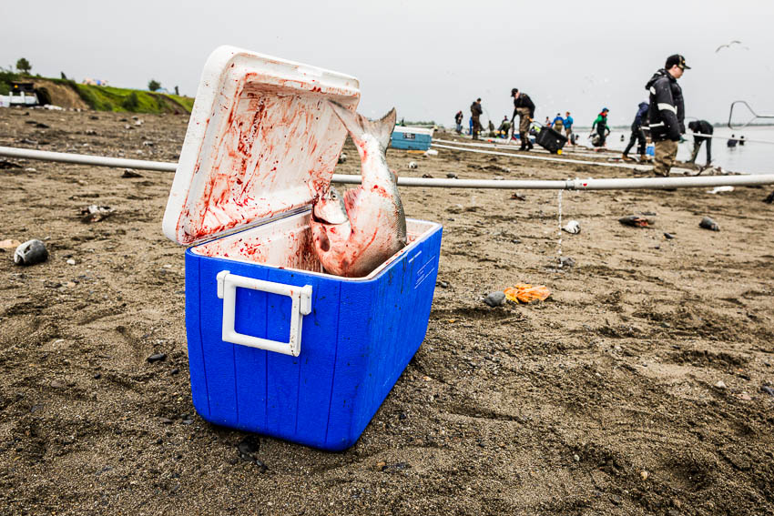 A salmon makes its last escape attempt from inside a cooler along the banks of the Kenai river