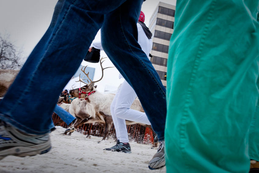 Running of the Reindeer, Fur Rondezvous winter carnival, Anchorage