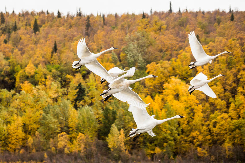 Trumpeter swans depart Anchorage's Potter Marsh for warmer climes