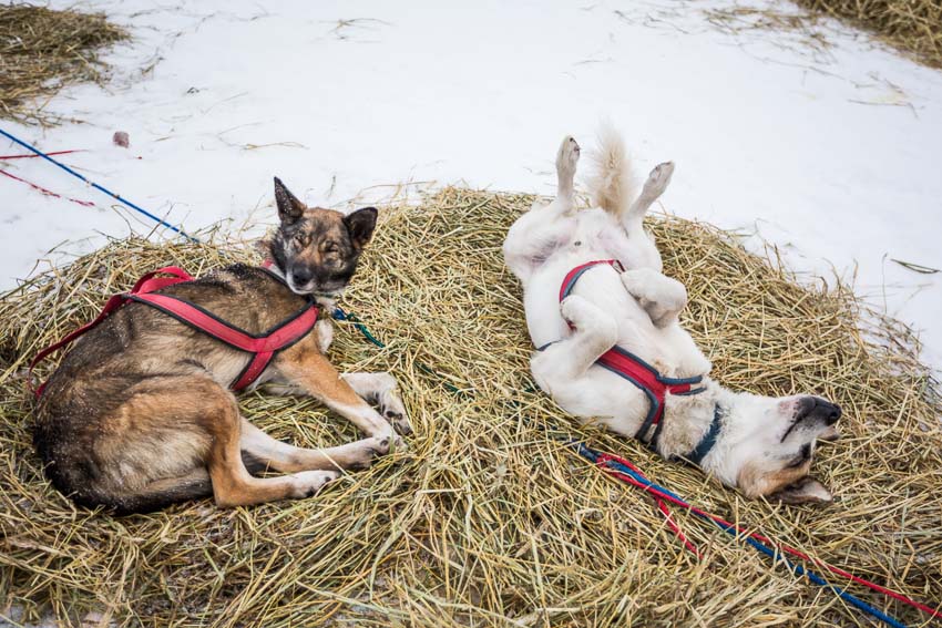 Dogs in Cim Smyth's team nap in the Nikolai checkpoint. Mar 4, 2014