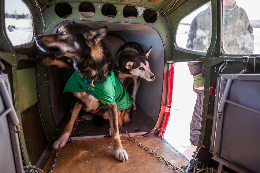 Dropped dogs get loaded into an airplane in Cripple. Dogs can be dropped for any reason by a musher at any checkpoint, and they will be cared for and transported back home by volunteer pilots. Mar 6, 2014