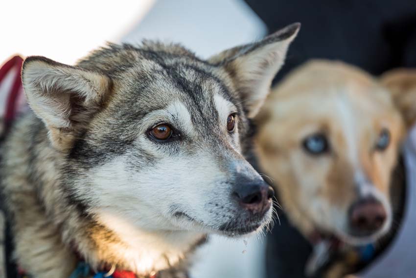 Quito and Waylon, Aliy Zirkle's lead dogs, in Unalakleet. Mar 8, 2014